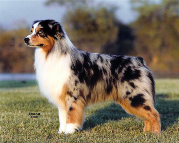 australian shepherd breeders